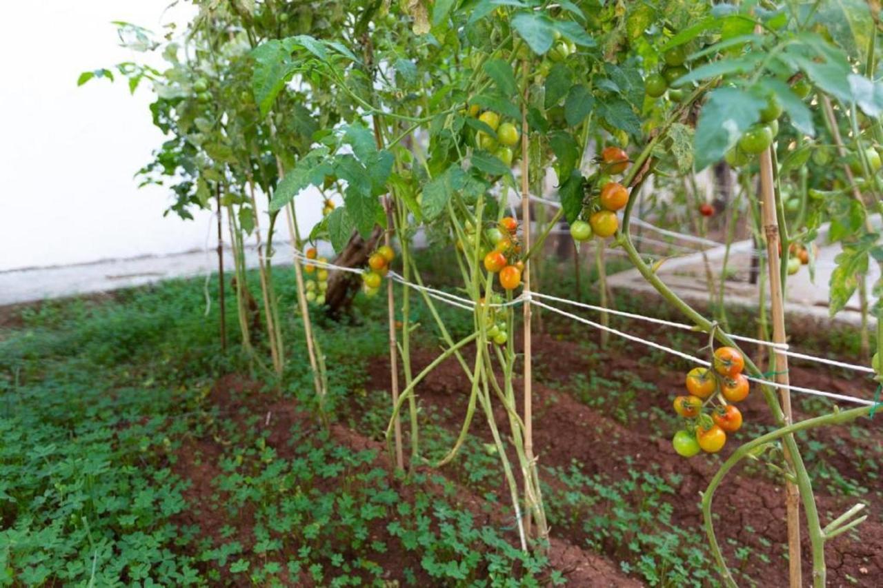 לרנקה Laila'S Cozy Garden House & Studio מראה חיצוני תמונה